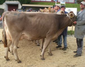 Schneuter Siegerin Jngere Gemmi von Beat Studhalter